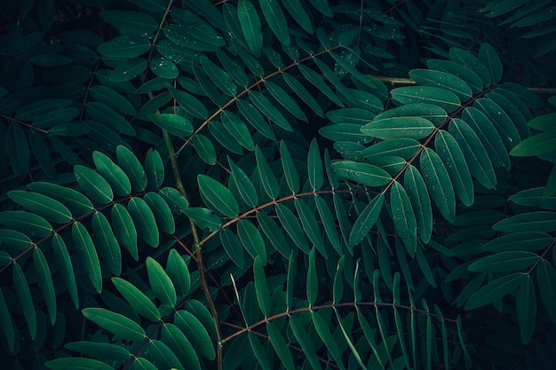 Foliage of tropical leaf in dark green with rain water drop on texture Premium Photo
