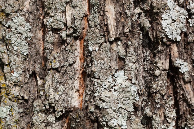木の上の葉状地衣類のテクスチャ 屋外の森の非常に詳細な真菌と苔 奇妙な植物学 木の樹皮に生えているカビのマクロ テクスチャ プレミアム写真