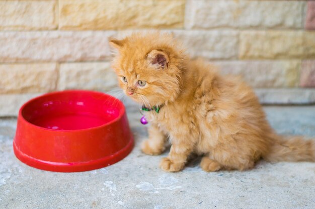 Food cat and persian cat | Premium Photo
