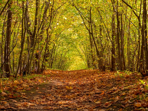 Premium Photo Footpath In The Autumnal Misty Forest With High Trees Mysterious Pathway Arch