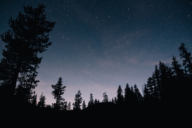 森と夜の星空 無料の写真