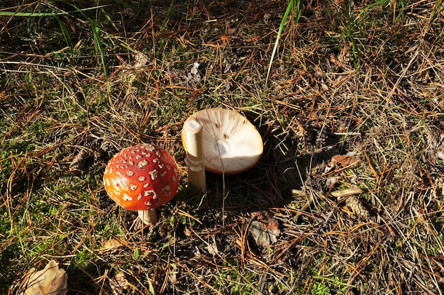 Premium Photo | Forest, autumn picture. two amanita on a background of ...