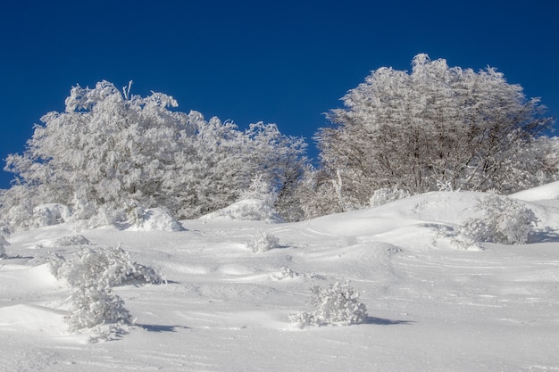 昼間の冬は雪に覆われた森 無料の写真