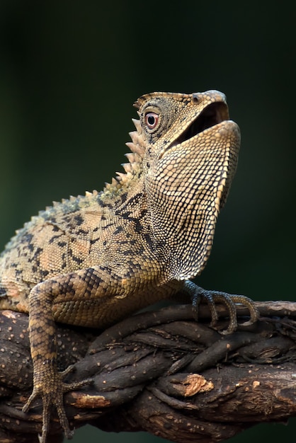 Premium Photo | Forest dragon lizard climbing on tree branch