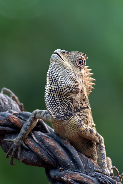 Premium Photo | Forest dragon lizard on tree branch