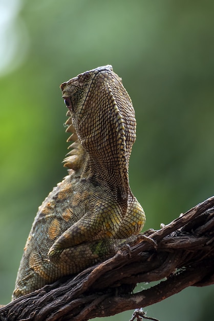 Premium Photo | Forest dragon lizard on tree branch