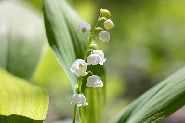 Premium Photo | Forest lilies of the valley in spring. fragile forest ...