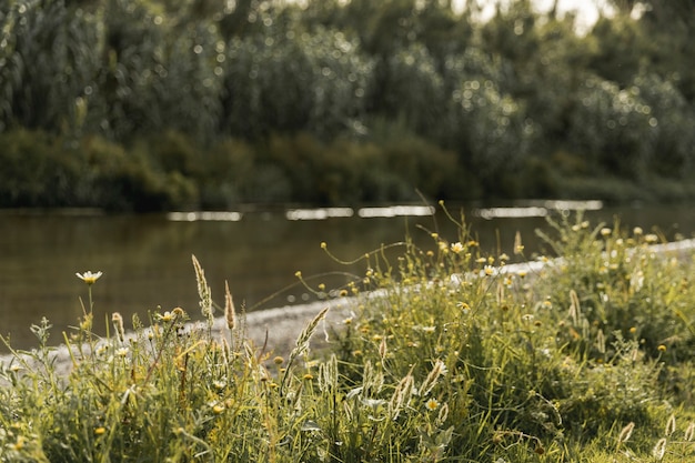 Forest near a river landscape Free Photo
