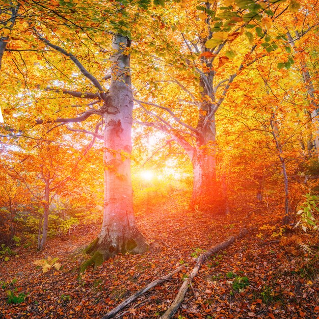 Premium Photo | Forest road in the autumn