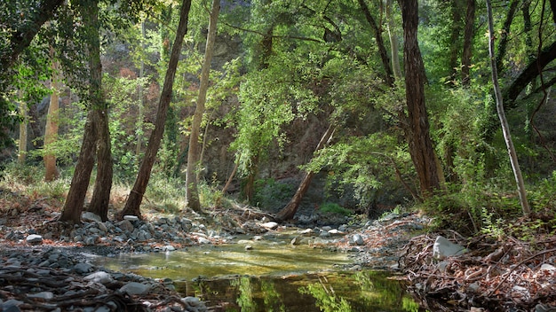 Premium Photo | Forest stream in paphos forest, cyprus