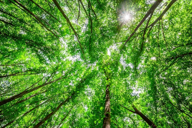 Premium Photo | Forest trees. nature green wood sunlight