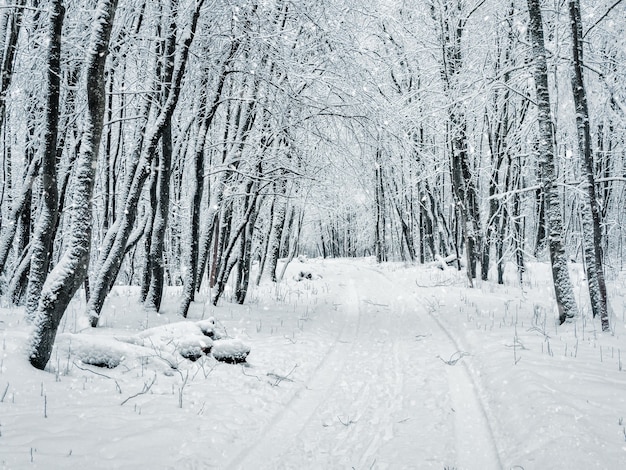 Premium Photo Forest Winter Snow Road Snowfall In The Forest