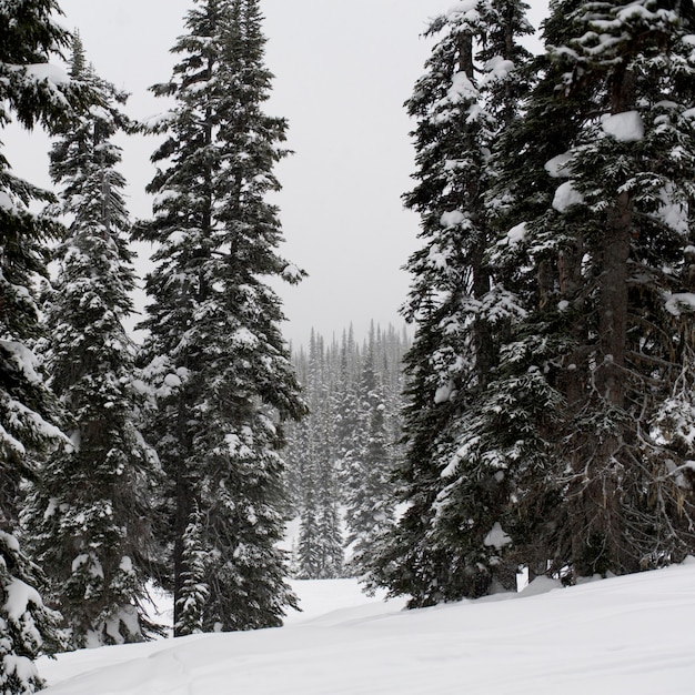 Premium Photo | Forest in winter, symphony amphitheatre, whistler ...