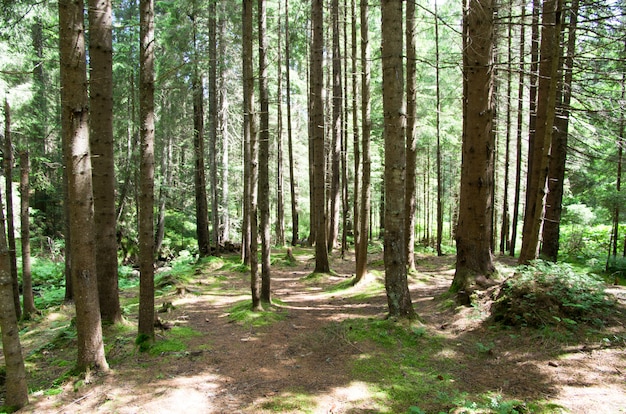 Premium Photo | Forest with big trees