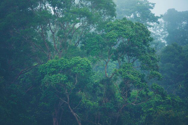 Forested mountain slope in low lying cloud with the evergreen conifers shrouded in mist Premium Photo