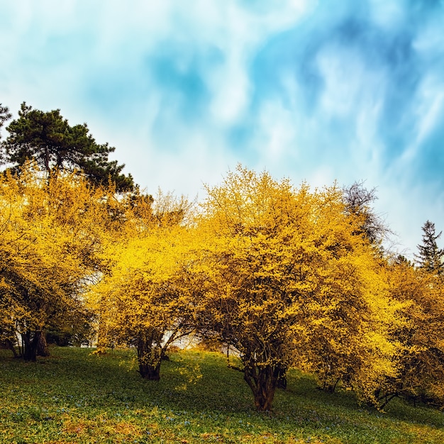 Premium Photo Forsythia Flowers In Front Of With Green Grass And Blue Sky Golden Bell Border