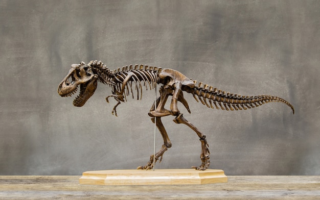 fossil tyrannosaurus