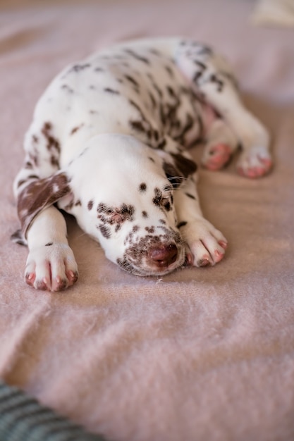 生後4ヶ月のダルメシアン 家の中で眠っている小型犬 柔らかい毛布でリラックスしたかわいい子犬 プレミアム写真