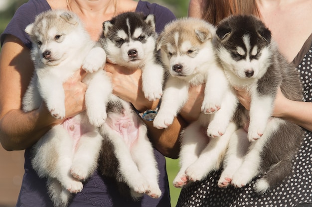 シベリアンハスキーの子犬4匹 ブリーダーの手の中のごみ犬 小さな子犬 プレミアム写真