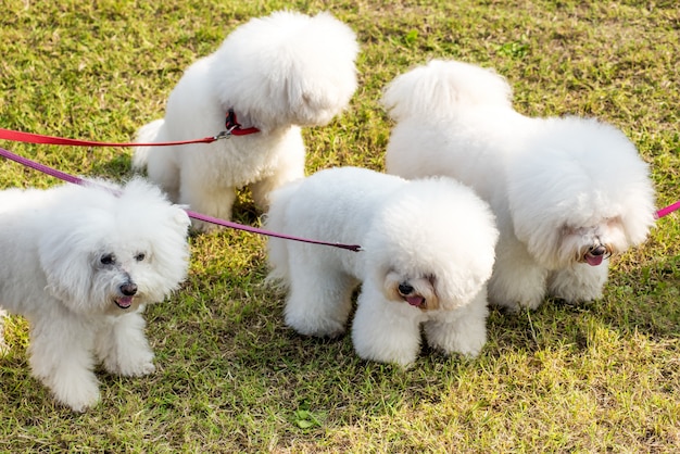4匹の白い犬ビションフリーゼ プレミアム写真