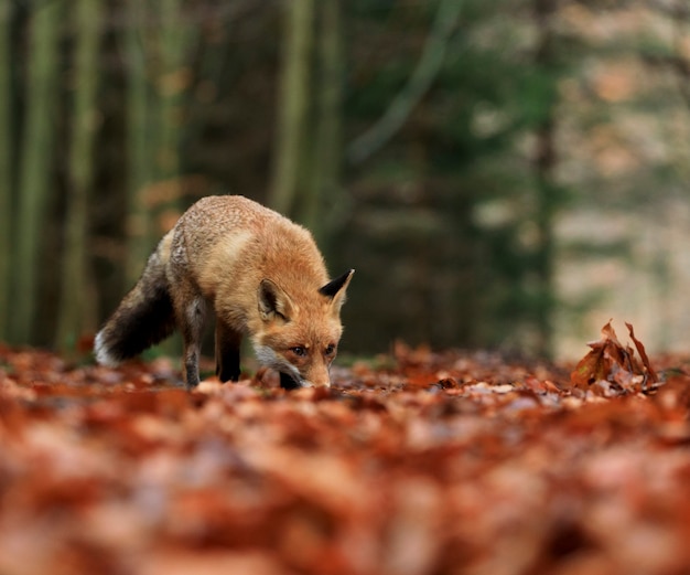 wrendale autumn fox