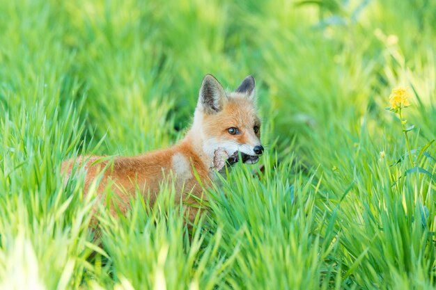 Premium Photo | Fox on the grass