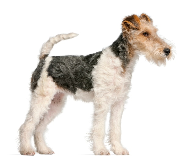 Premium Photo | Fox terrier puppy, 4 months old, in front of white