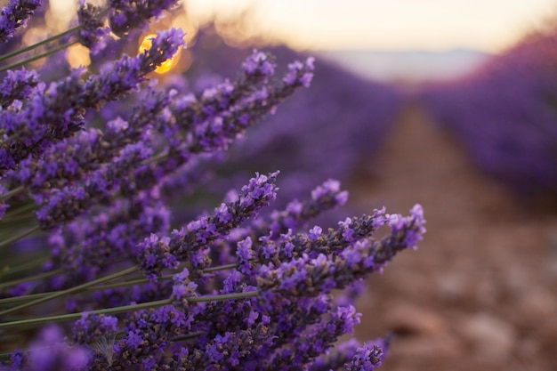 Premium Photo Fragrant Lavender Flowers At Beautiful Sunrise Valensole Provence France Close Up