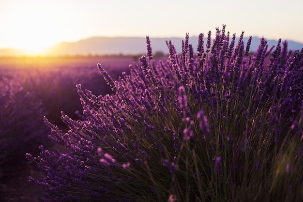 Premium Photo Fragrant Lavender Flowers At Beautiful Sunrise Valensole Provence France