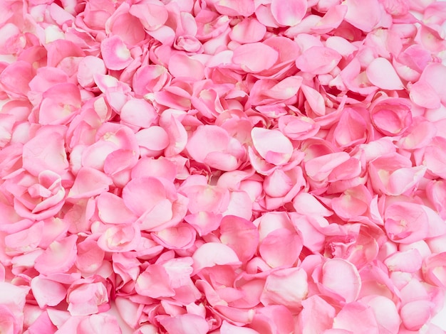 Premium Photo | Frame made of pink rose petals