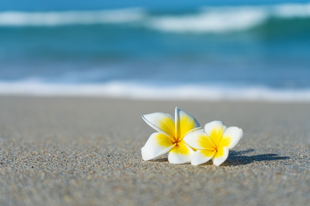海の壁とビーチのフランジパニの花 熱帯地方の休日 海のコンセプトによる穏やかでリラックス プレミアム写真