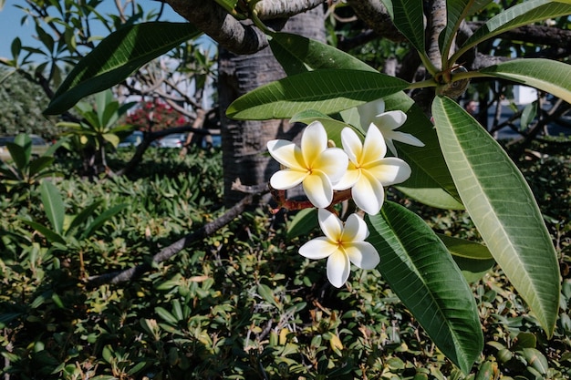 Premium Photo | Frangipani flowers close up beautiful plumeria. amazing ...