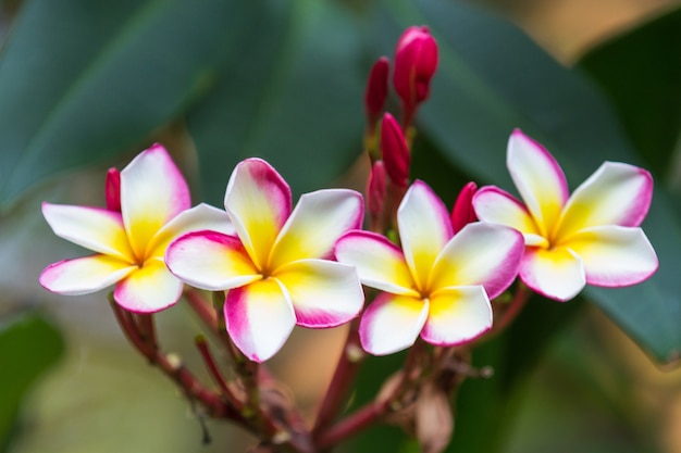 Premium Photo | Frangipani flowers