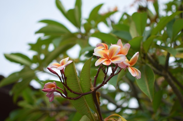フランジパニプルメリアティアレの花タヒチクチナシ自然タイクローズアップcopyspace プレミアム写真