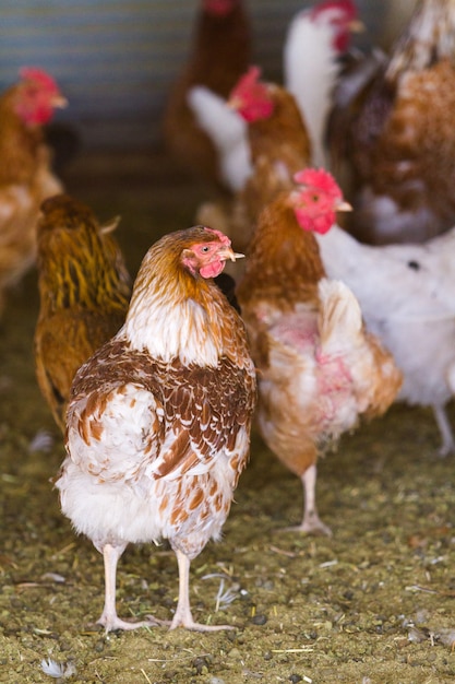 Premium Photo | Free rrange chickens on organic farm.