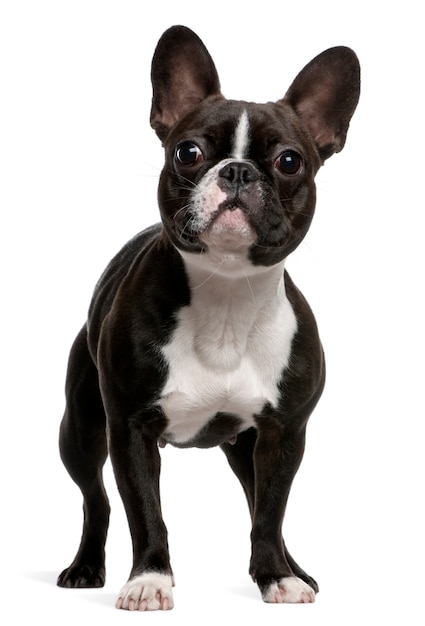 Premium Photo | French bulldog (1 year old). dog portrait isolated