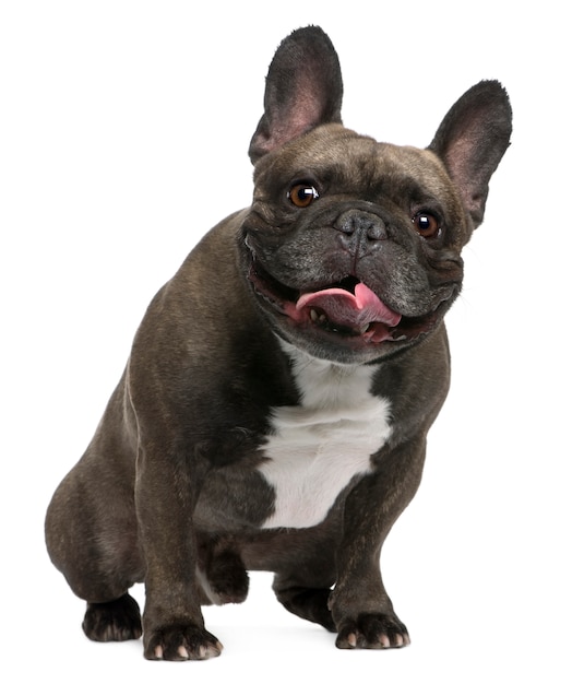 Premium Photo | French bulldog, 4 years old, sitting in front of white wall