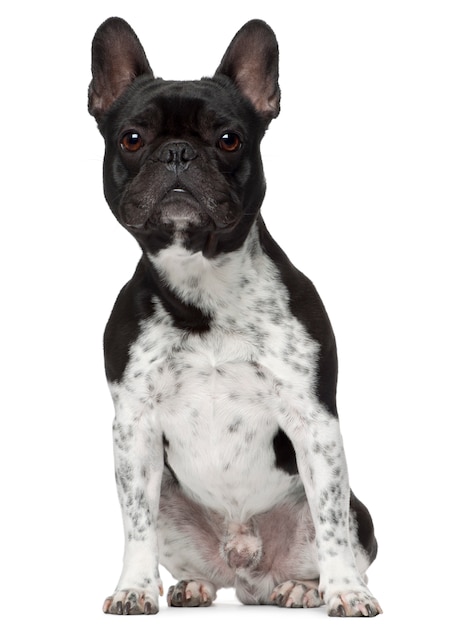 Premium Photo | French bulldog, 5 years old, sitting