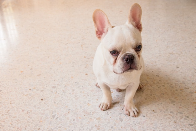 フレンチブルドッグ 悲しい顔を作る犬 まだ可愛い 白い犬が家に座っている プレミアム写真