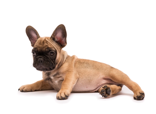 フレンチブルドッグ愛らしい子鹿の子犬 白い背景の上のかわいい子犬 プレミアム写真