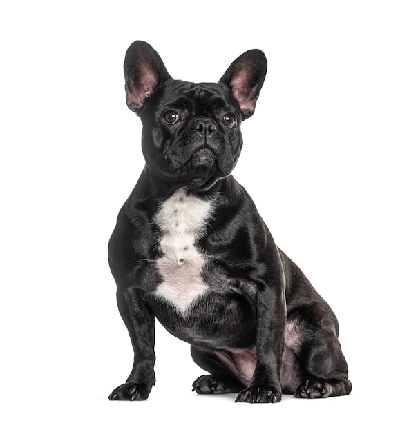 Premium Photo | French bulldog black, sitting, isolated