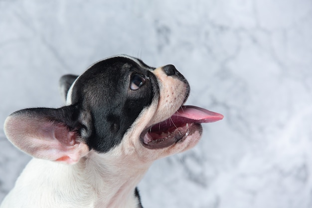 Clingy French Bulldog 