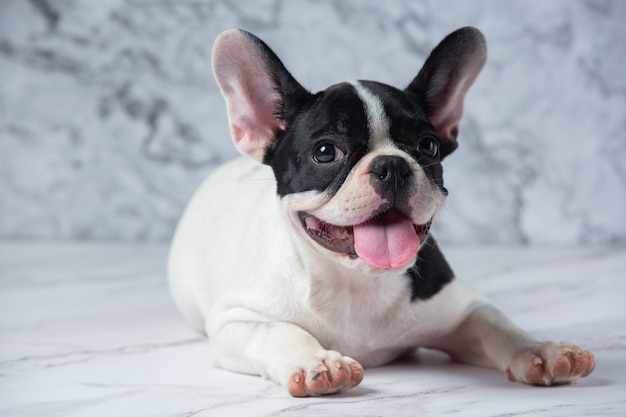 Free Photo | French bulldog dog breeds white polka dot black on marble.