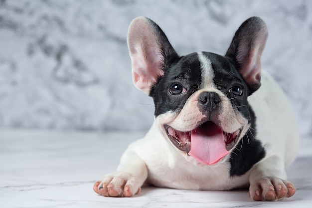 フレンチブルドッグ犬の品種は 白地に黒の水玉模様の大理石です 無料の写真