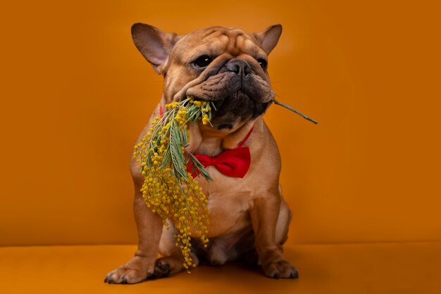 Premium Photo | French bulldog dog with mimosa flowers on a yellow ...