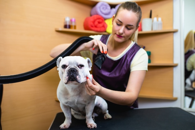 Premium Photo | French bulldog at grooming salon.