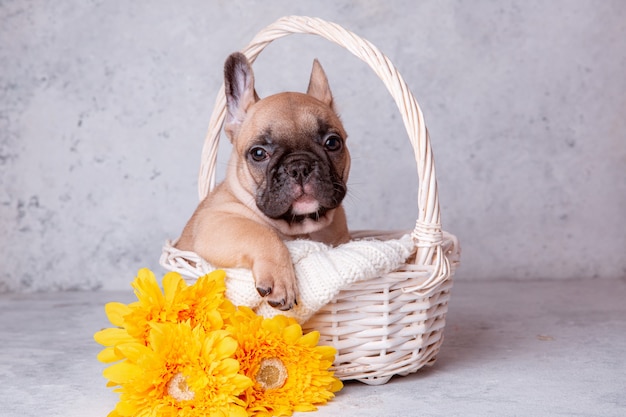 Premium Photo | A french bulldog puppy in a basket