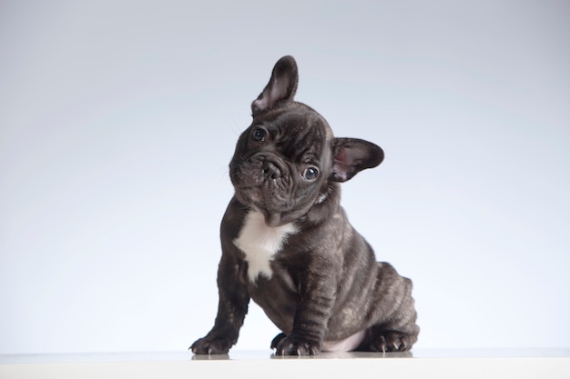 Premium Photo | French bulldog puppy looking at the camera with its ...