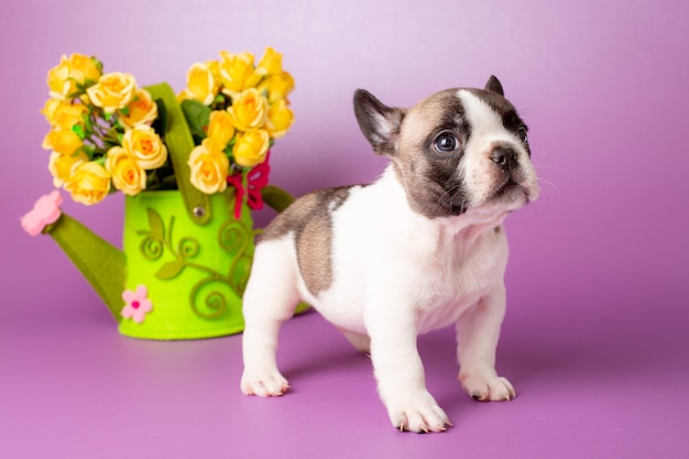 Premium Photo | French bulldog puppy on purple background with flowers