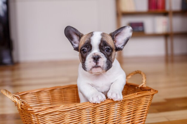 Premium Photo | French bulldog puppy sitting in a basket
